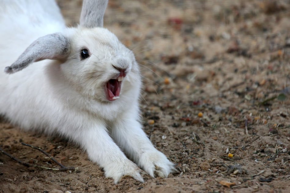 white rabbit with his mouth open