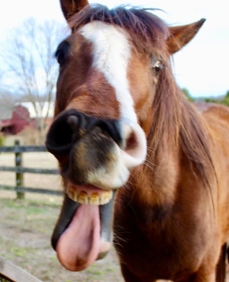 Bay horse making goofy face with tongue out