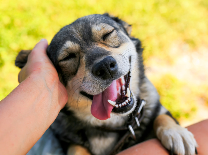 cute dog put his face on his knees to the man and smiling from the hands scratching her ear