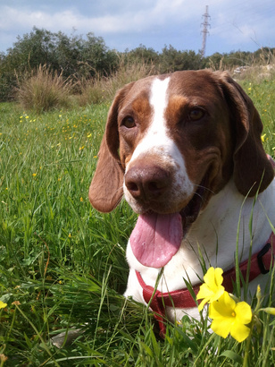 A Maltese hunting dog named Rocky sitting in a field of yellow flowers and green gras