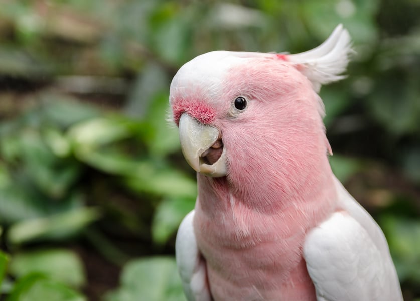 Cute Bird Parrot