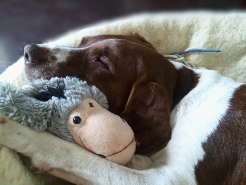 The sleeping dog face of Mister Brownie cuddling with a toy in form of a donkey 