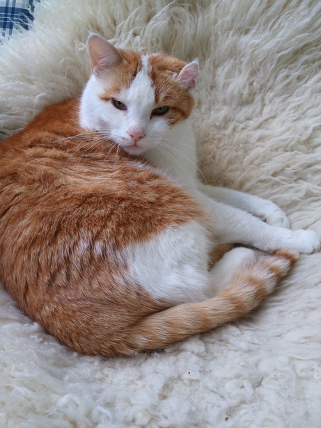 an orange and white cat with name Charly laying on top of a sheepskin