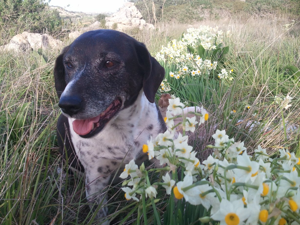 A smiling dog sitting in a field of daffodils after her energy therapy.  Picture states "Happy Blacky after her Sofa Day"