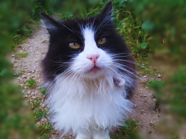 The black and white long-hair cat with name Cathy is standing on the ground looking at the reader. 